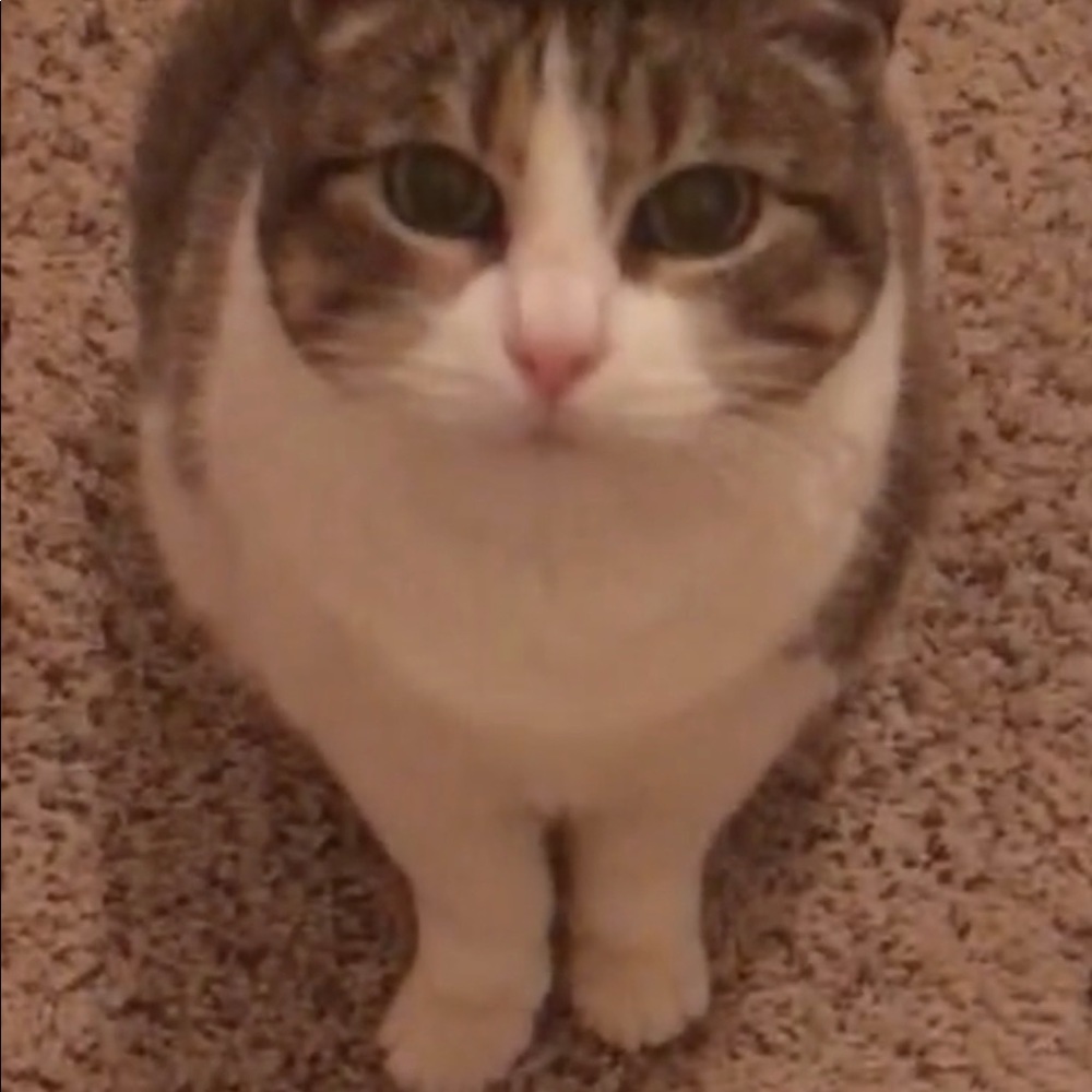 Meet your Posher, Suzanne